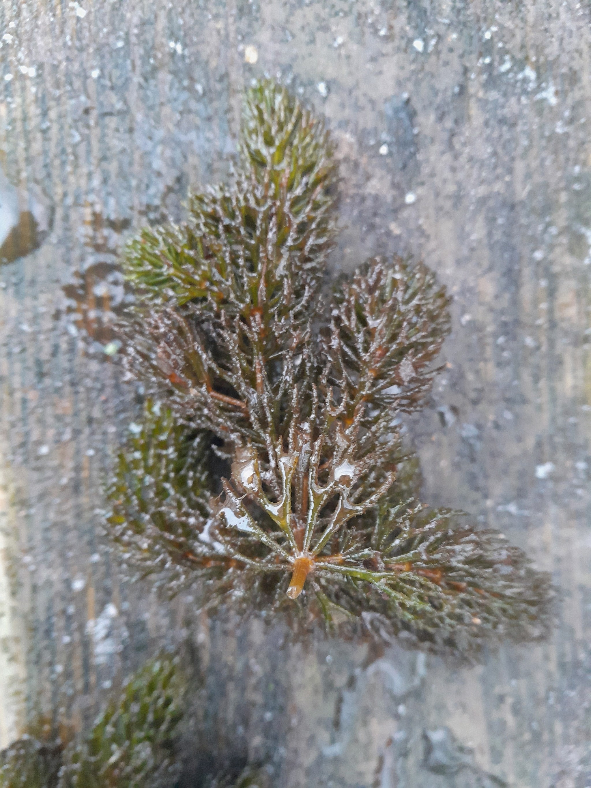 Ceratophyllum demersum (coontail) (alternate view 15)