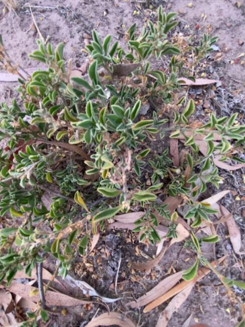 Aizoon pubescens (Coastal Galenia) (alternate view 13)
