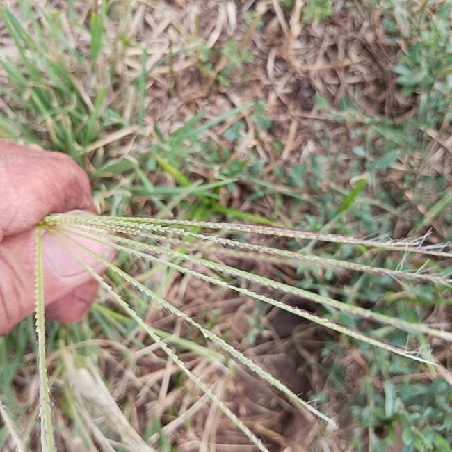 Chloris gayana (Rhodes Grass) (alternate view 11)