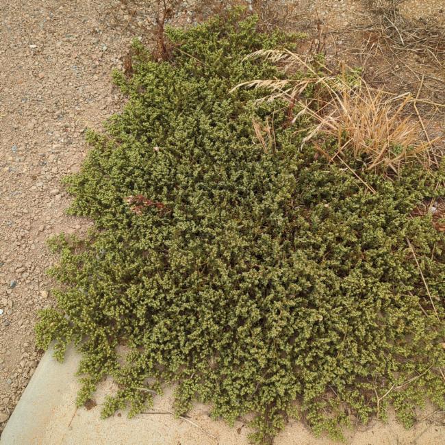 Aizoon pubescens (Coastal Galenia) (alternate view 15)
