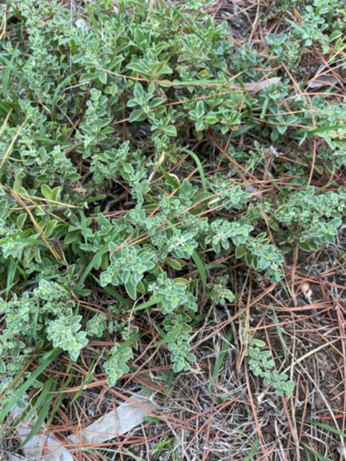 Aizoon pubescens (Coastal Galenia) (alternate view 14)
