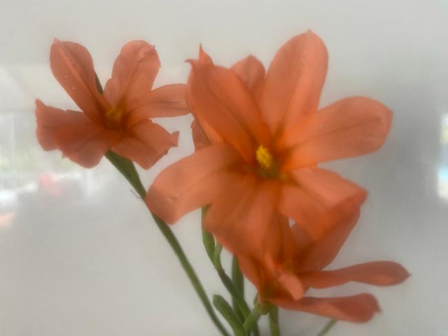 Moraea flaccida (Great Tulip) (alternate view 11)