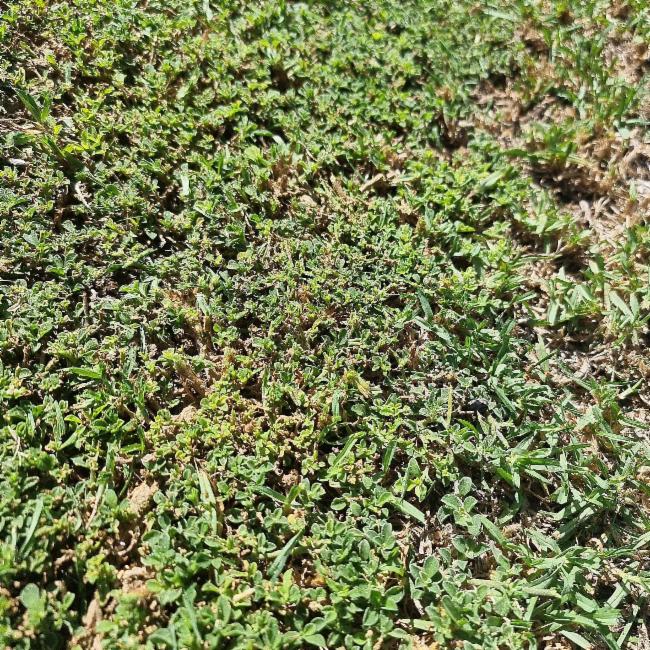 Aizoon pubescens (Coastal Galenia) (alternate view 12)