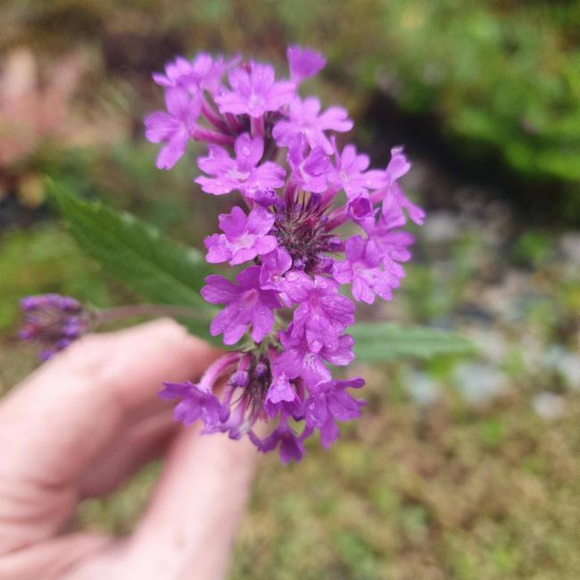 Verbena rigida (Rigid Verbena) (alternate view 11)