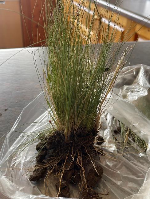 Stipa tenuissima