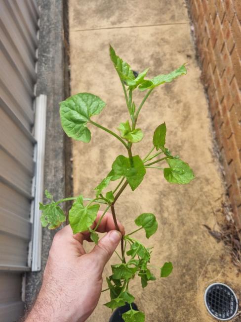 Rumex sagittatus (Climbing dock) (alternate view 11)