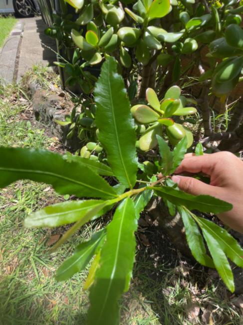 Ochna serrulata (Small-leaved plane) (alternate view 10)