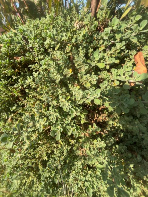 Aizoon pubescens (Coastal Galenia) (alternate view 11)
