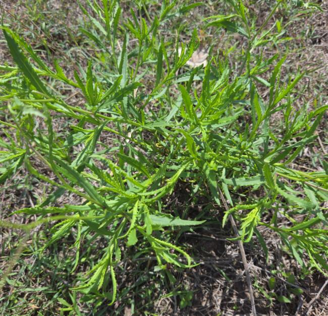 Senecio madagascariensis (Madagascar Ragwort) (alternate view 12)