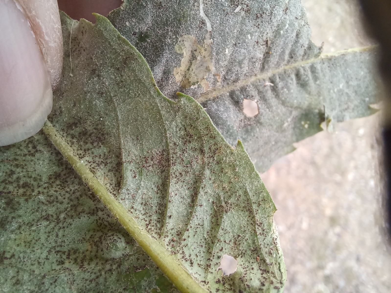 Podosphaera xanthii (Cucurbit Powdery Mildew)