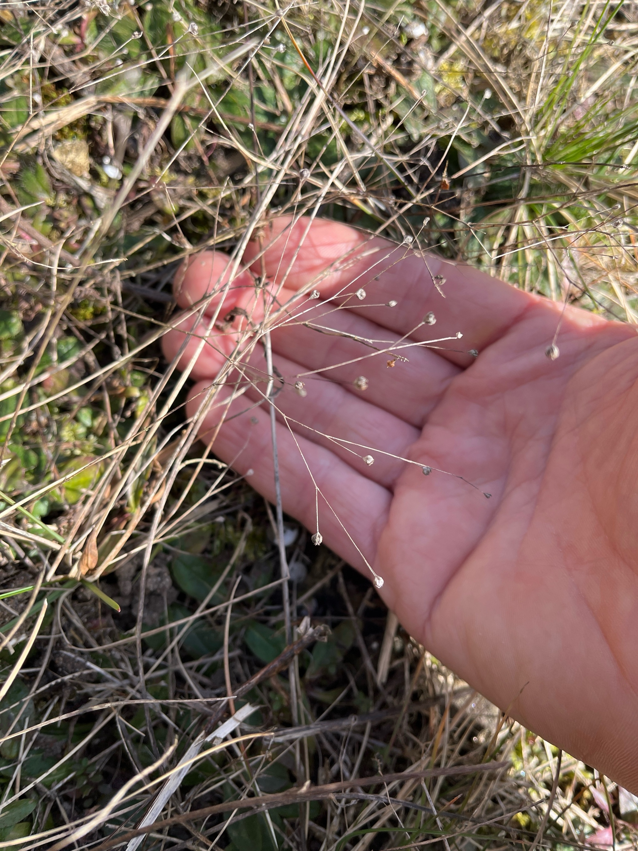 Linum catharticum (Fairy Flax) (alternate view 14)