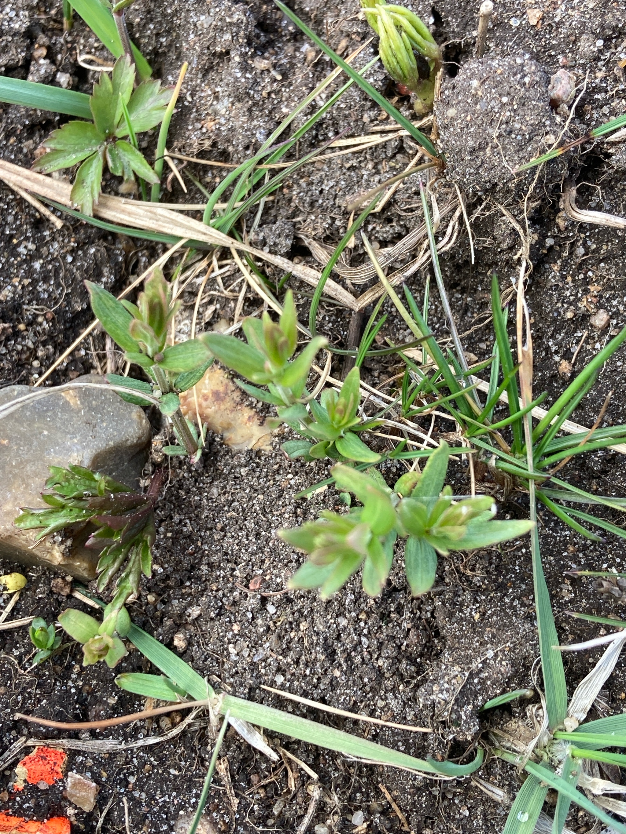 Galium boreale (Northern Bedstraw) (alternate view 12)