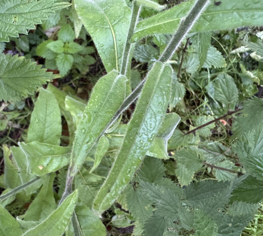Nicotiana alata (flowering tobacco)