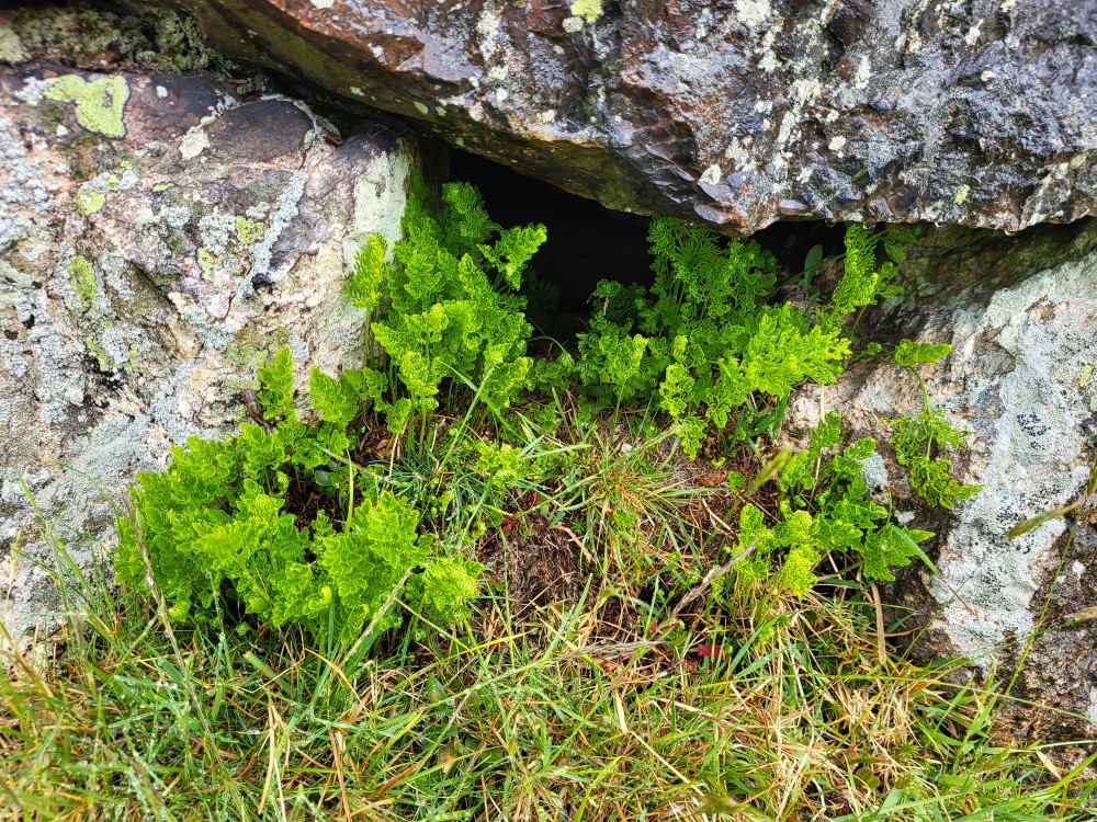 Cryptogramma crispa (parsley fern) (alternate view 11)