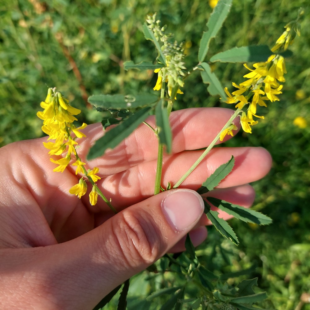 Melilotus altissimus (tall melilot) (alternate view 11)