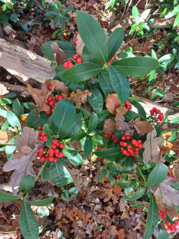 Skimmia japonica (Japanese skimmia) (alternate view 12)