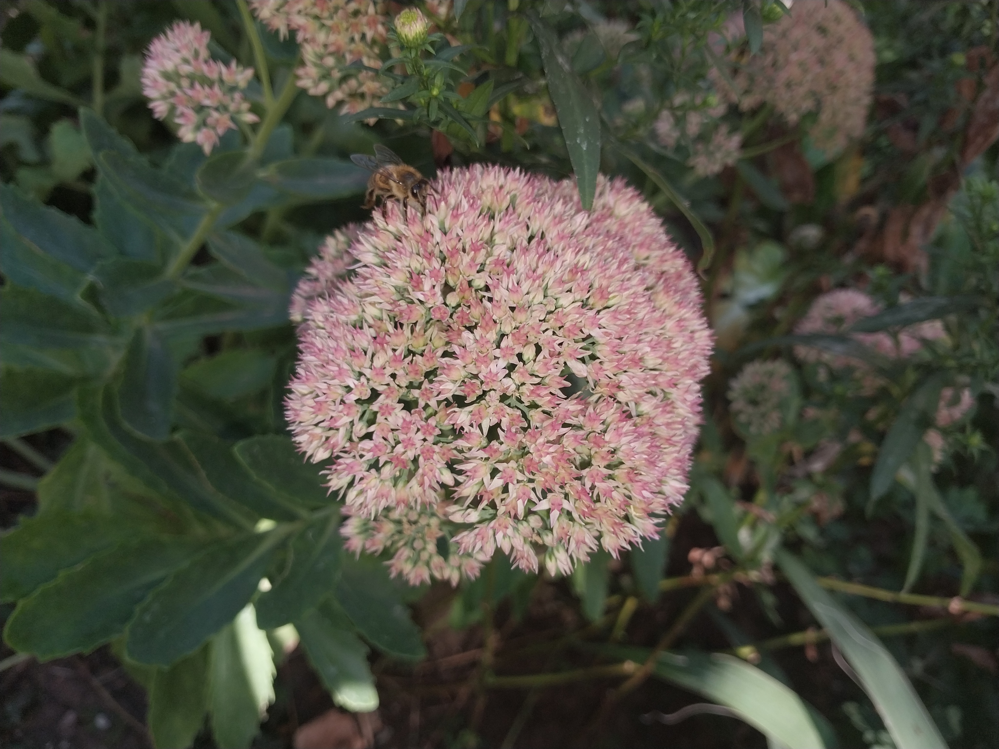 Sedum spectabile (sedum) (alternate view 3)