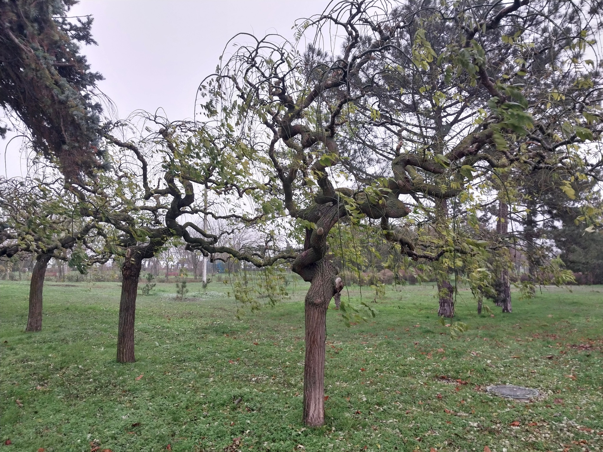 Sophora japonica (Japanese Pagoda Tree) (alternate view 4)