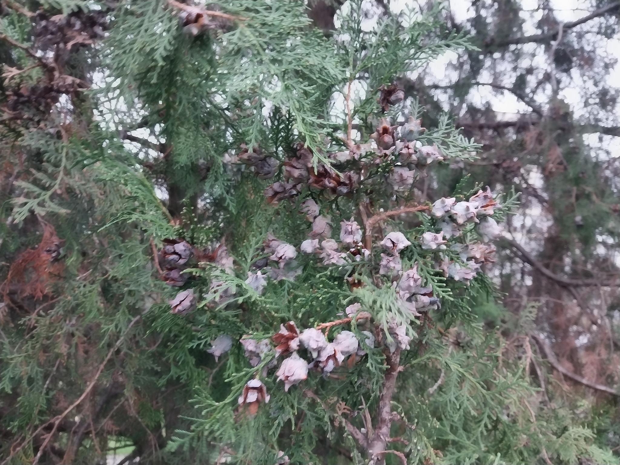 Platycladus orientalis (Oriental Arborvitae) (alternate view 5)