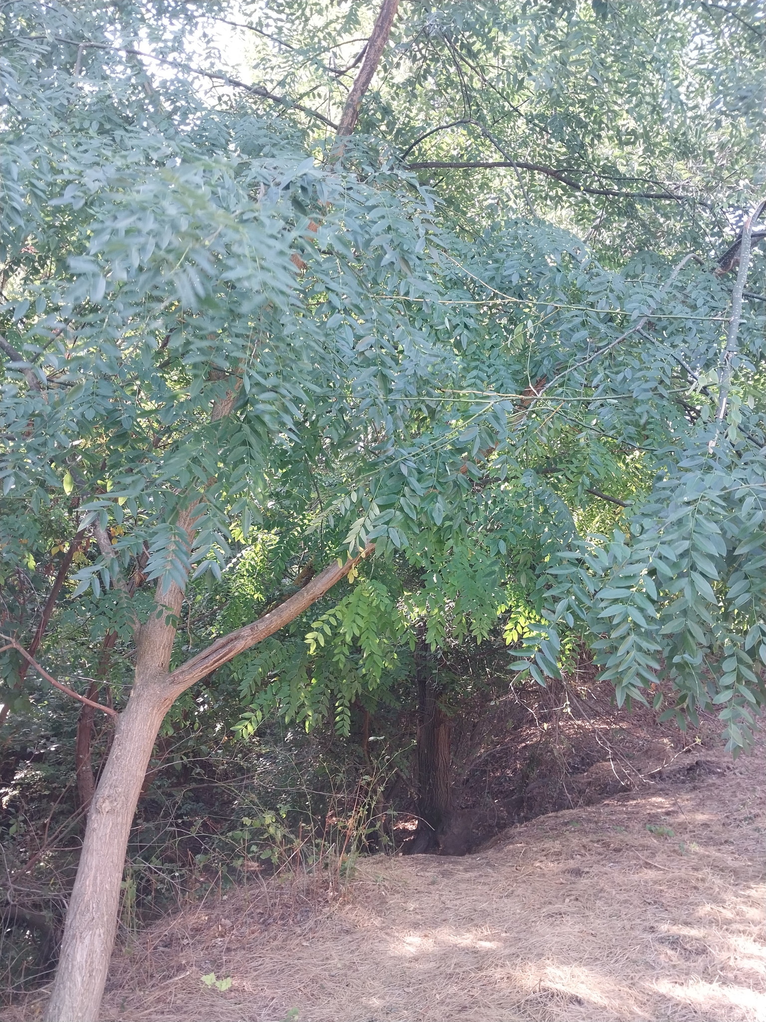 Sophora japonica (Japanese Pagoda Tree) (alternate view 5)