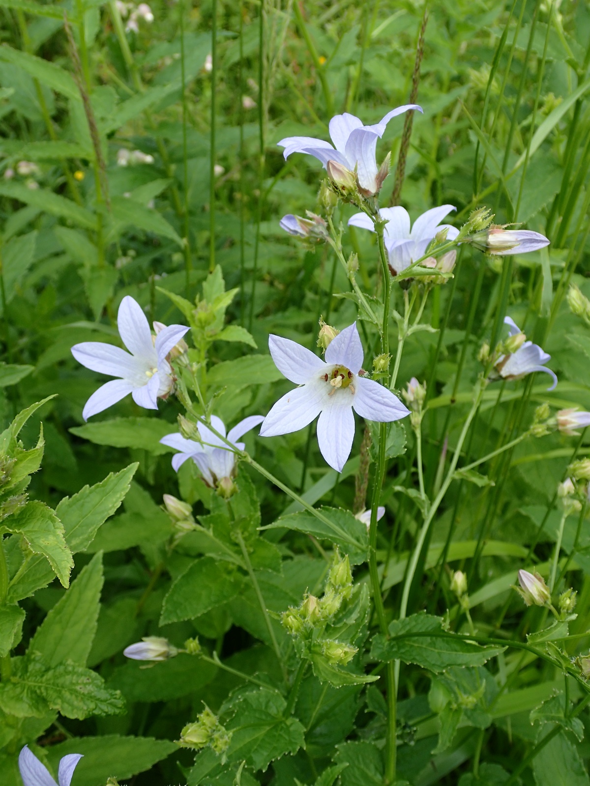 Campanula lactiflora (Milky Bellflower) (alternate view 11)