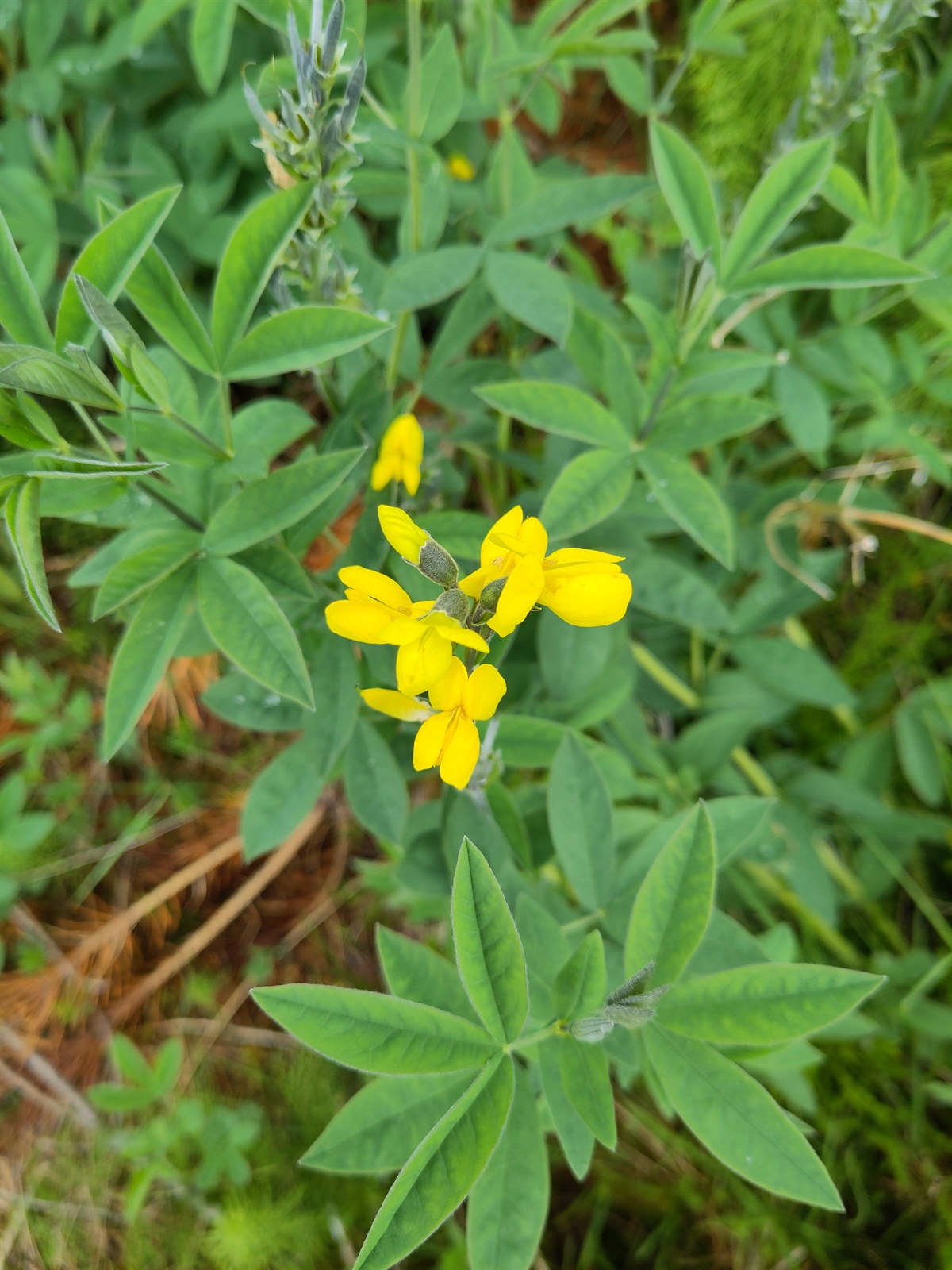 Thermopsis montana (Mountain goldenbean) (alternate view 3)