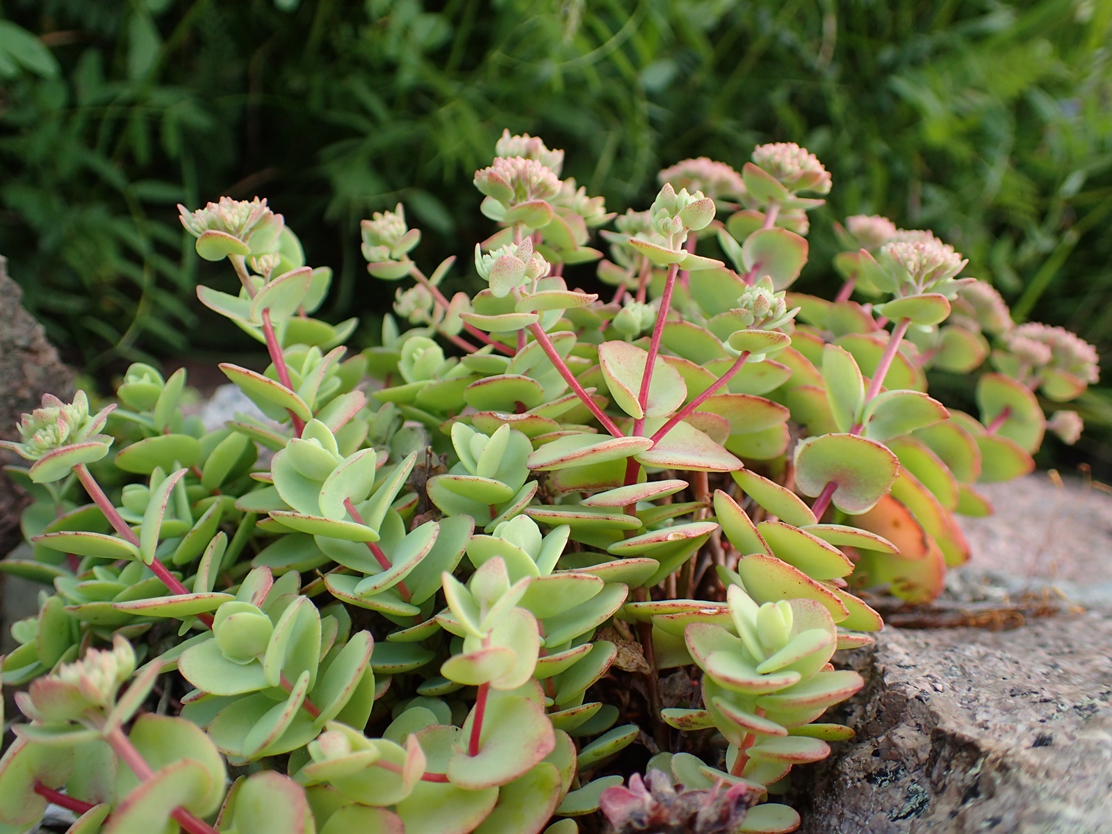 Sedum ewersii (Pink Stonecrop) (alternate view 3)