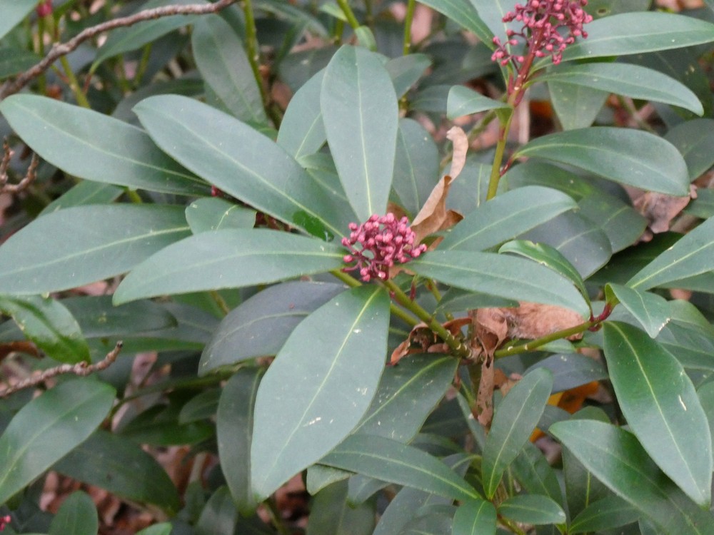 Skimmia japonica (Japanese skimmia) (alternate view 11)