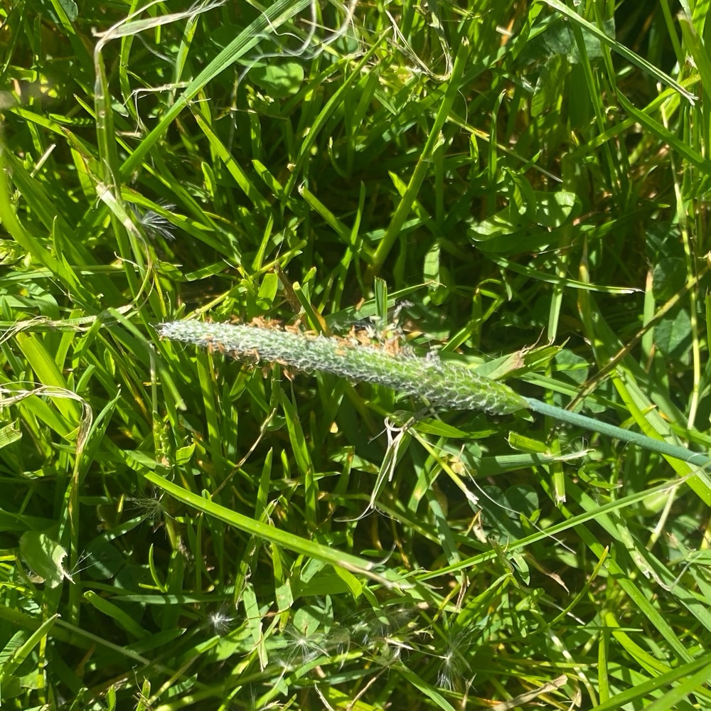 Alopecurus geniculatus (Marsh foxtail) (alternate view 10)