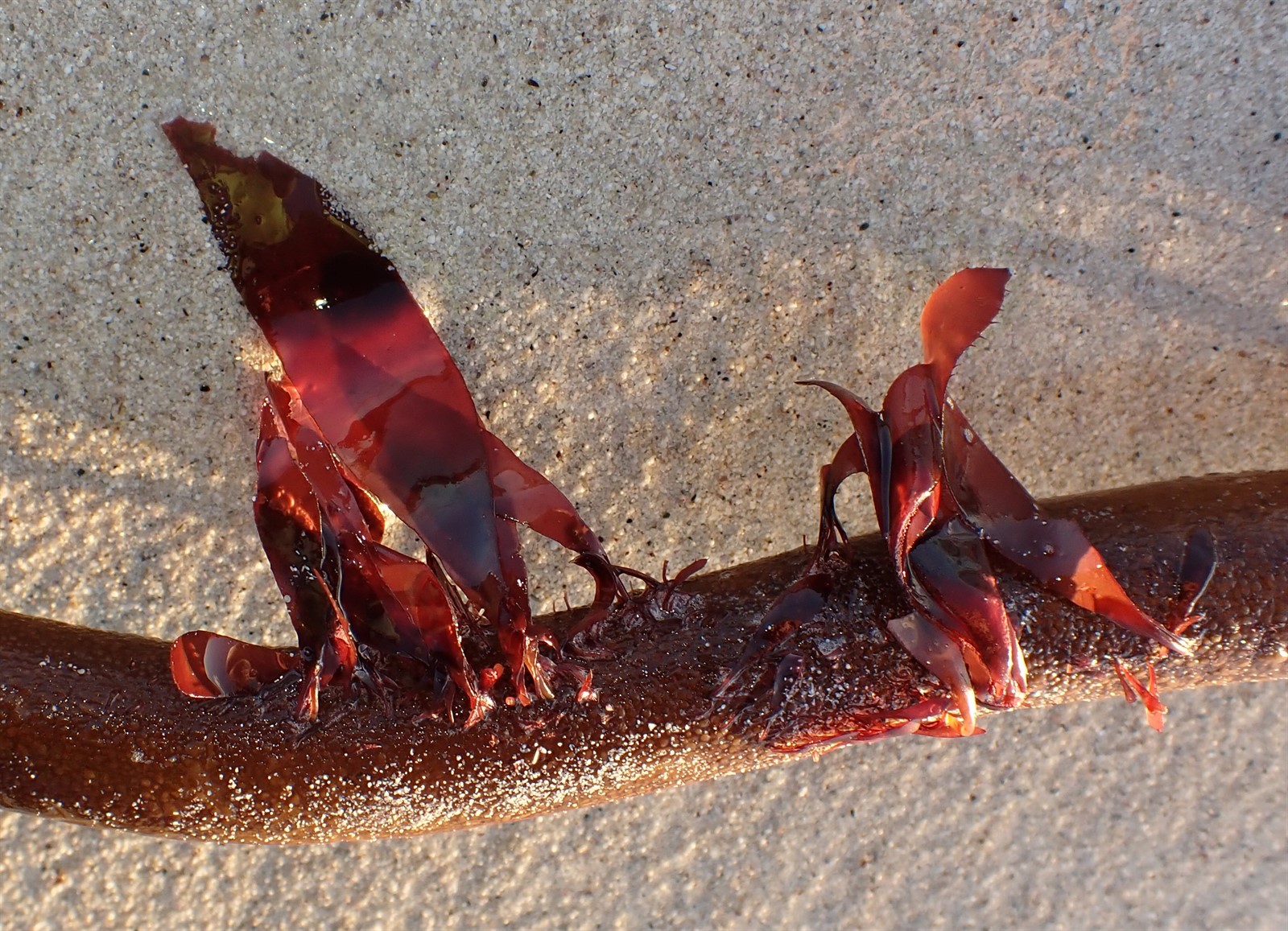 Palmaria palmata (Dulse) (alternate view 9)