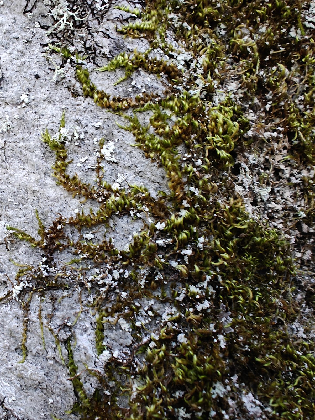 Homalothecium (homalothecium mosses) (alternate view 2)