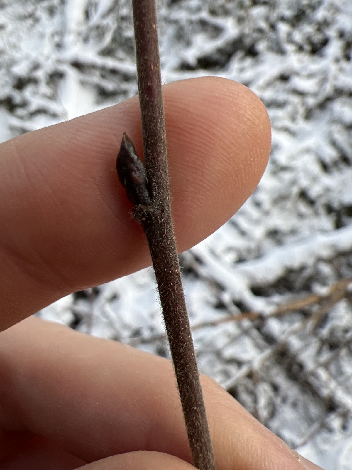 Betula pubescens (Downy Birch) (alternate view 12)