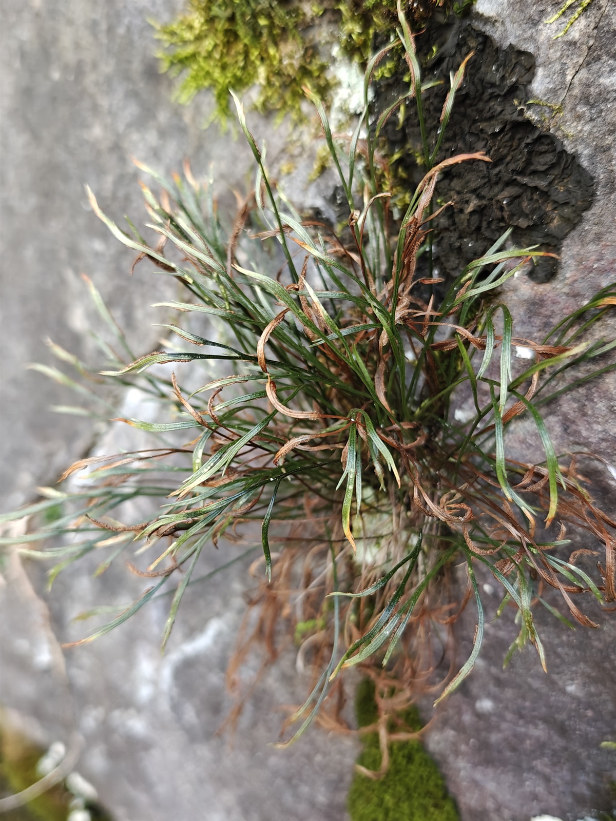 Asplenium (Spleenworts) (alternate view 3)