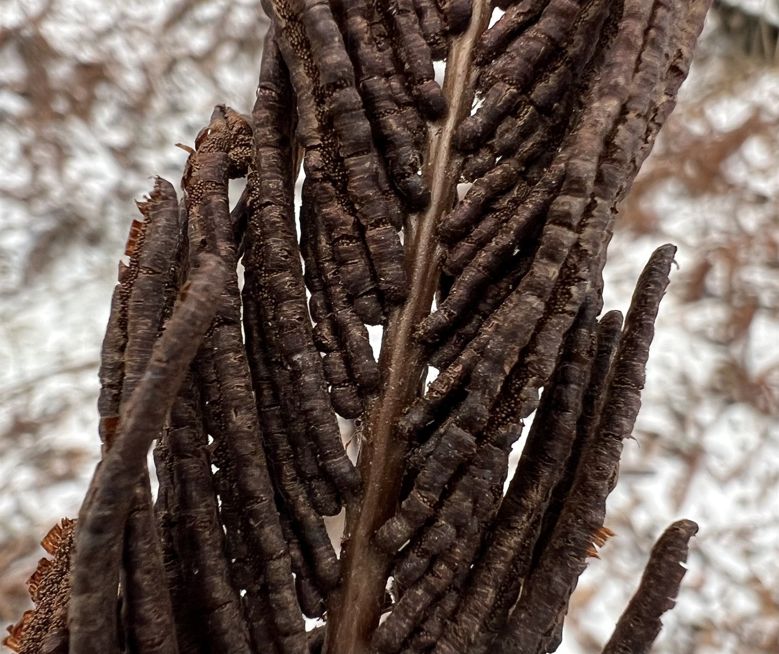 Matteuccia struthiopteris (Ostrich Fern) (alternate view 10)