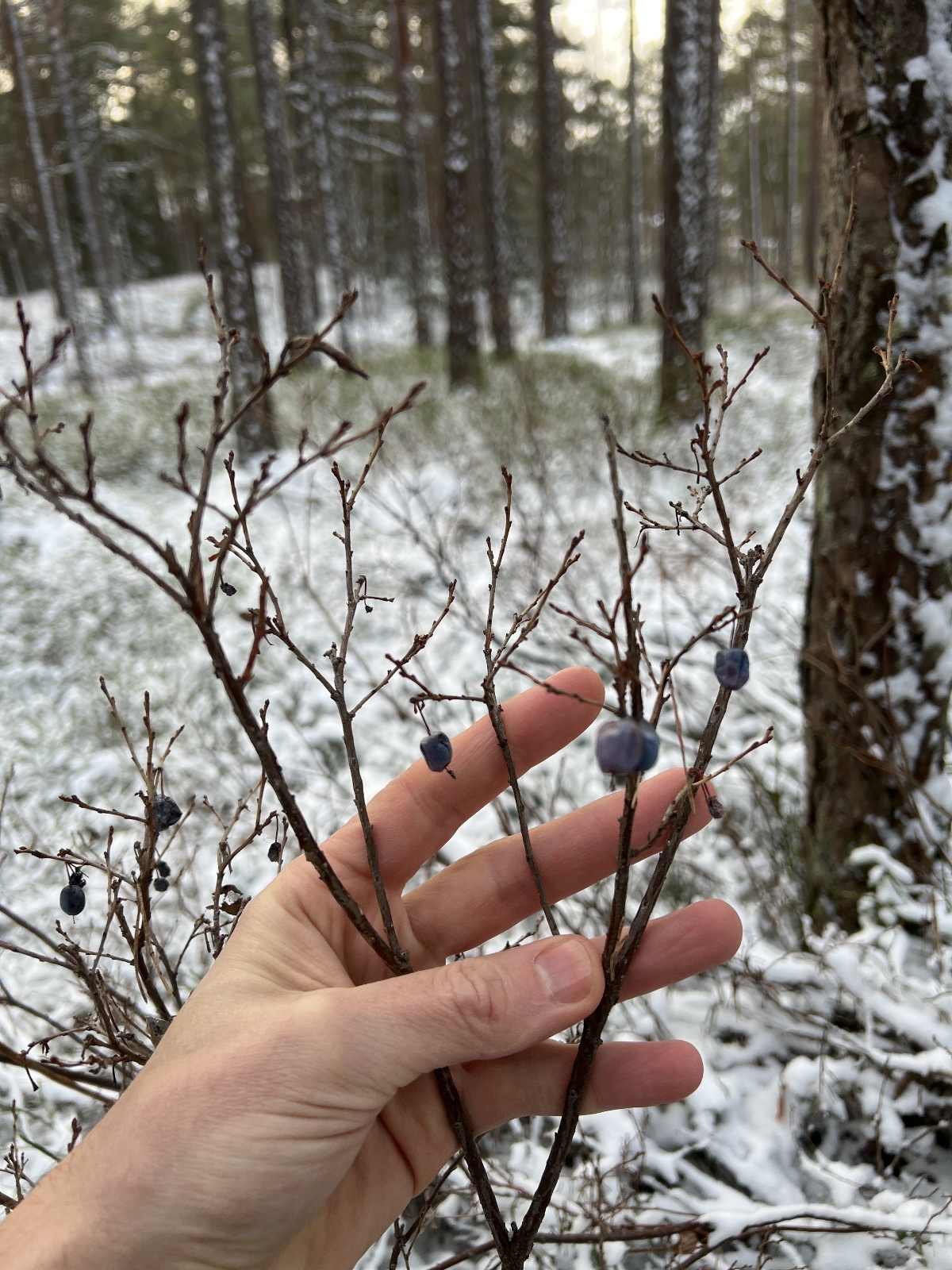 Vaccinium (blueberries, cranberries, and allies) (alternate view 4)