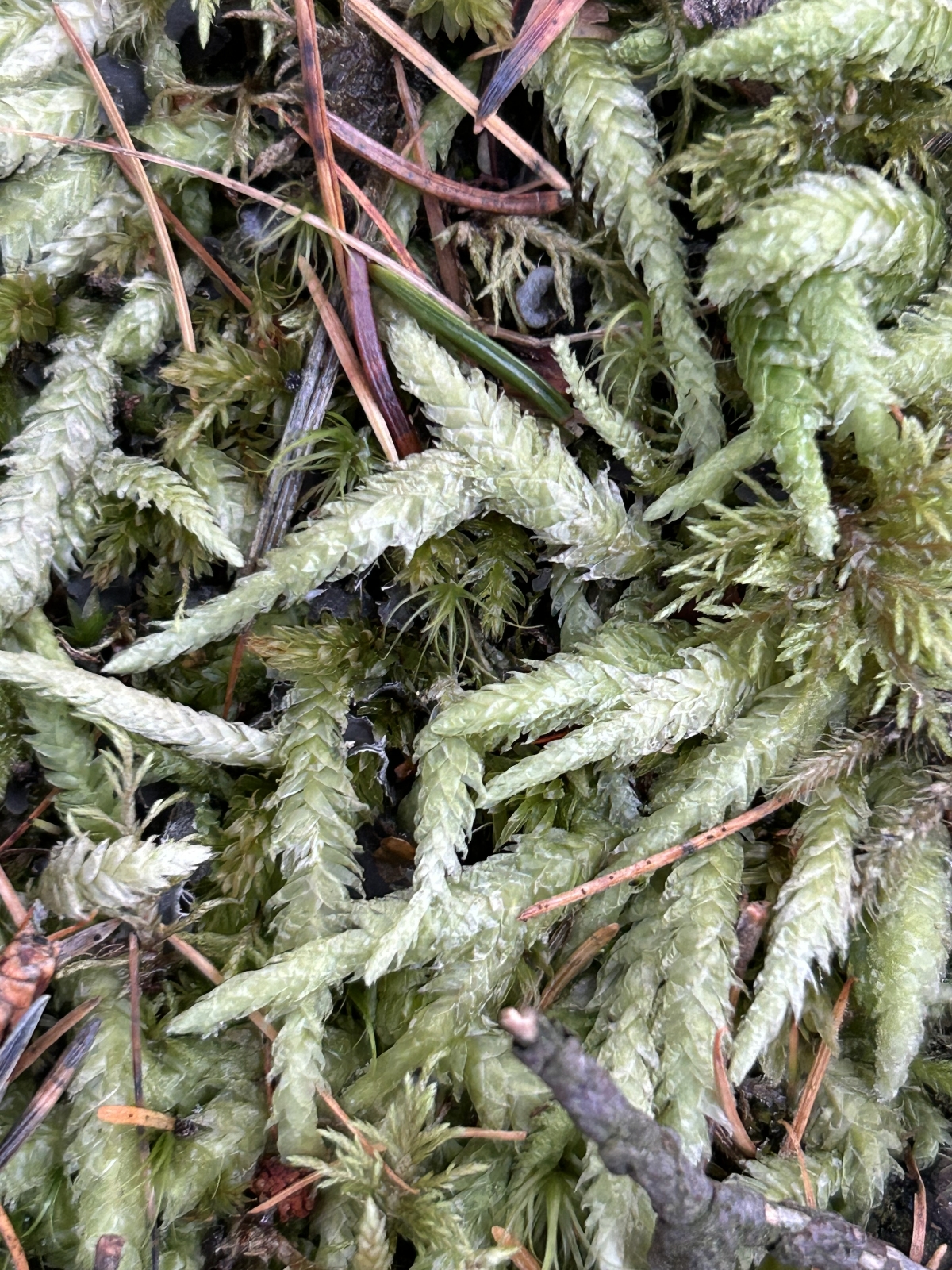 Plagiothecium undulatum (Waved Silk-moss) (alternate view 14)