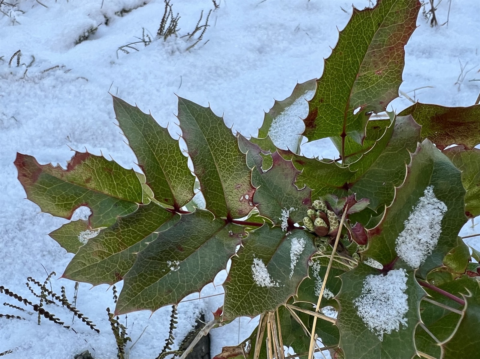 Berberis aquifolium (tall Oregon-grape) (alternate view 12)