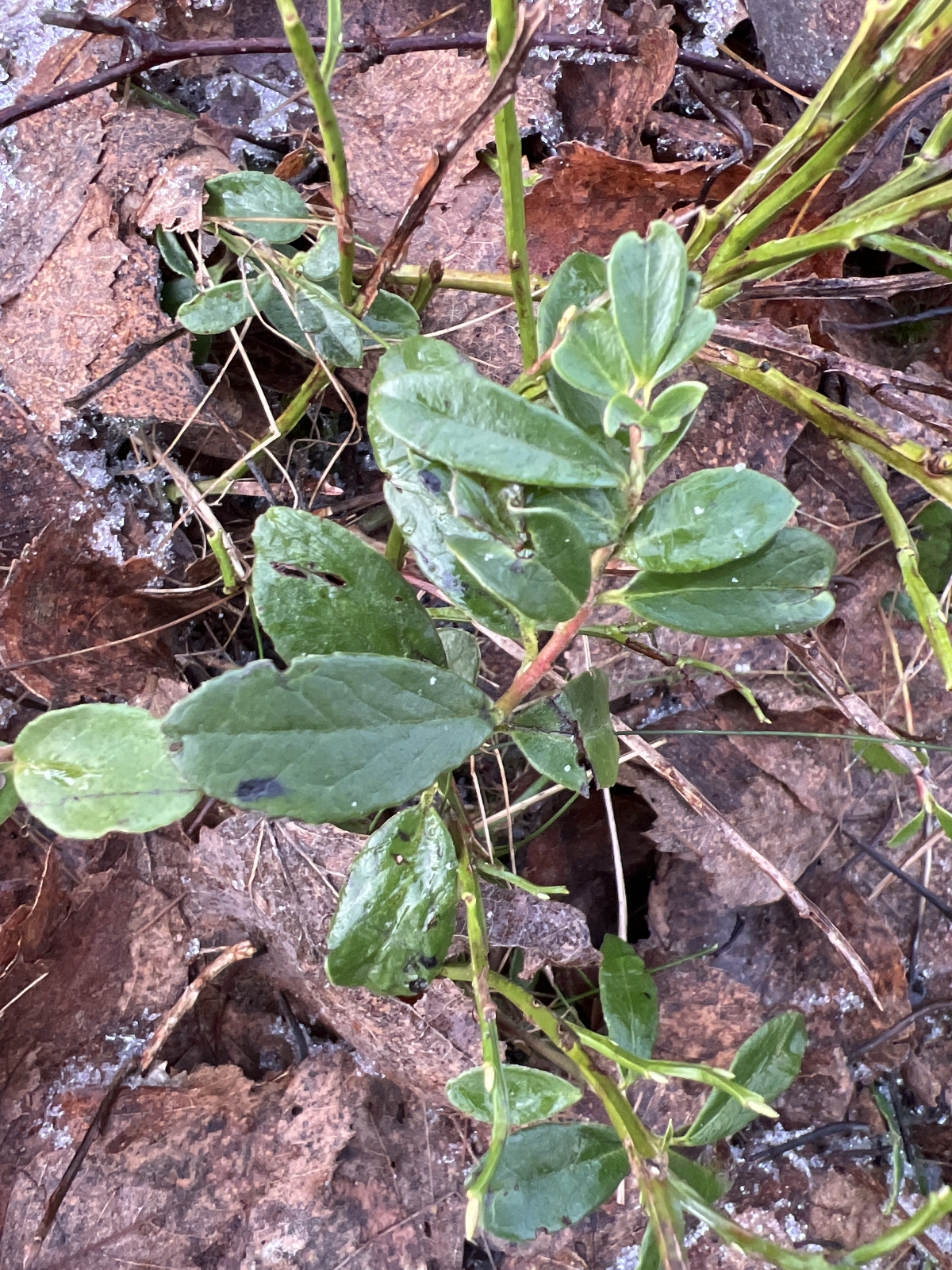 Vaccinium (blueberries, cranberries, and allies) (alternate view 3)