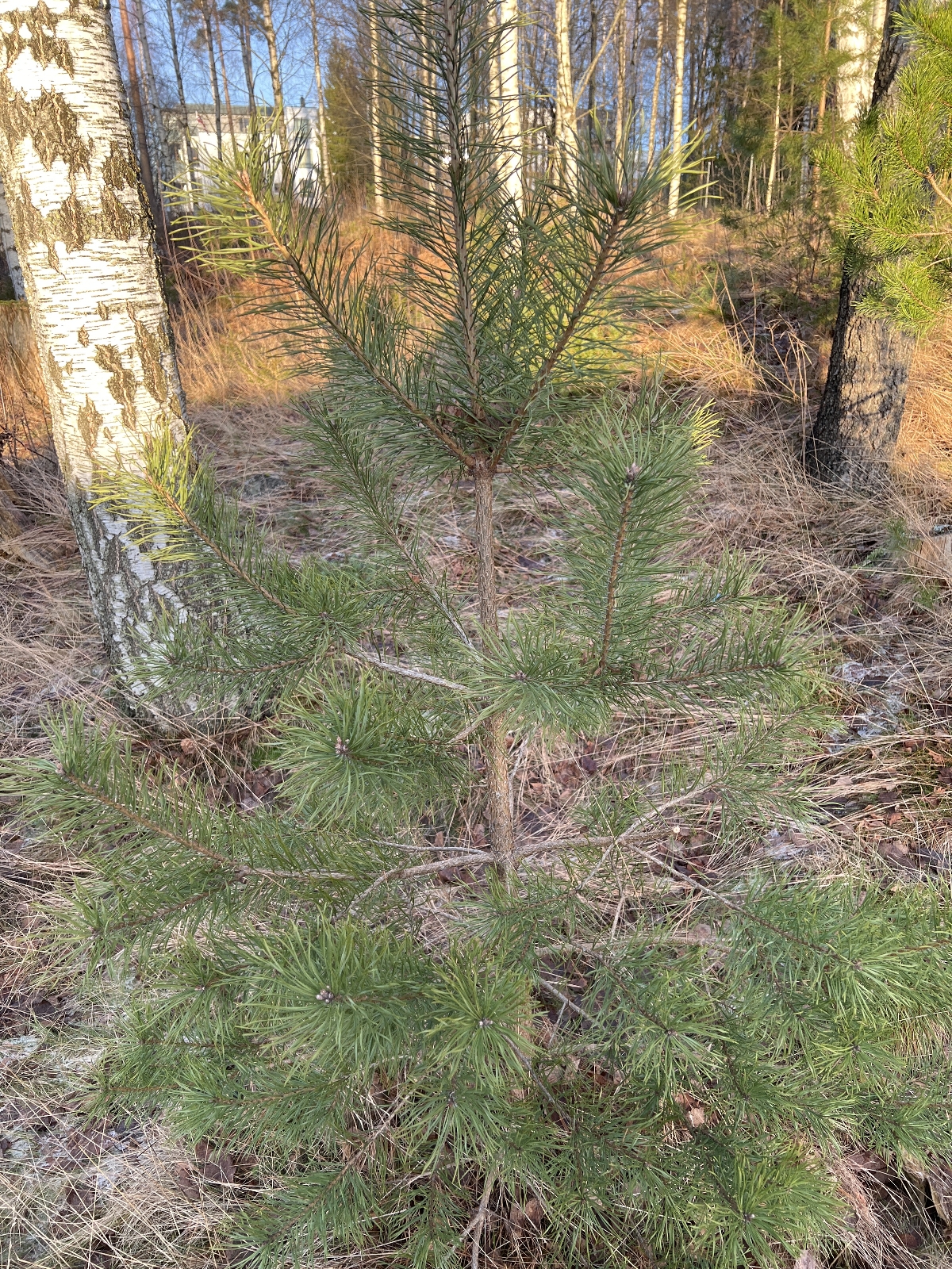 Pinus sylvestris (Scots Pine) (alternate view 3)