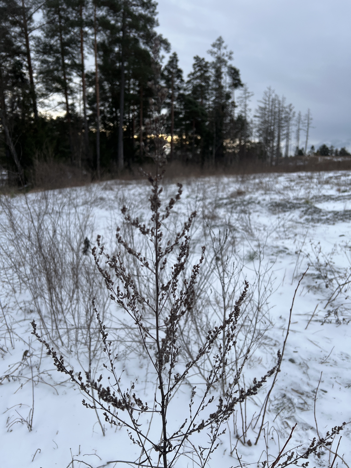 Artemisia vulgaris (common mugwort) (alternate view 14)