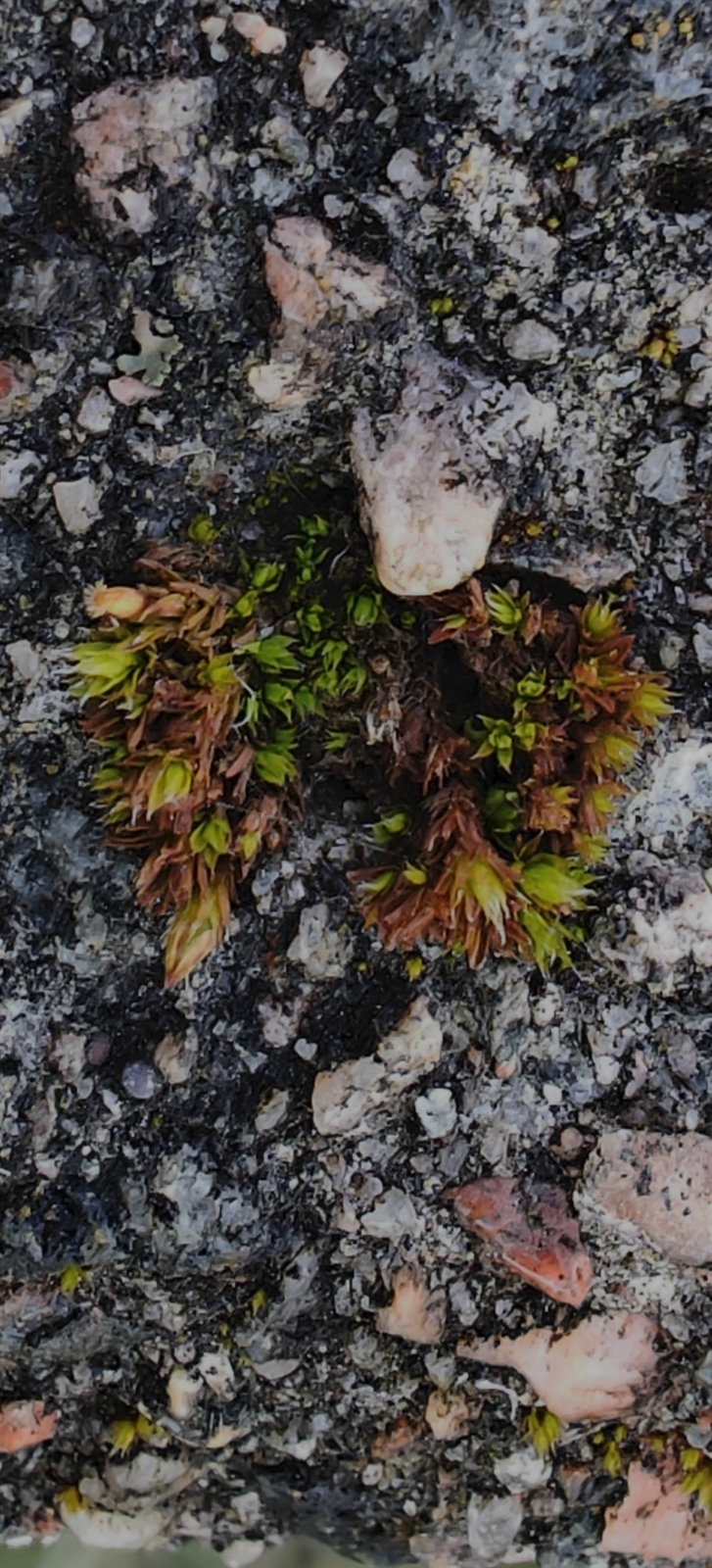Orthotrichum (Bristle mosses) (alternate view 3)