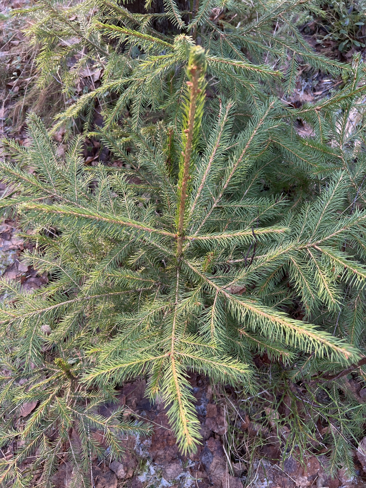 Picea (spruces) (alternate view 4)