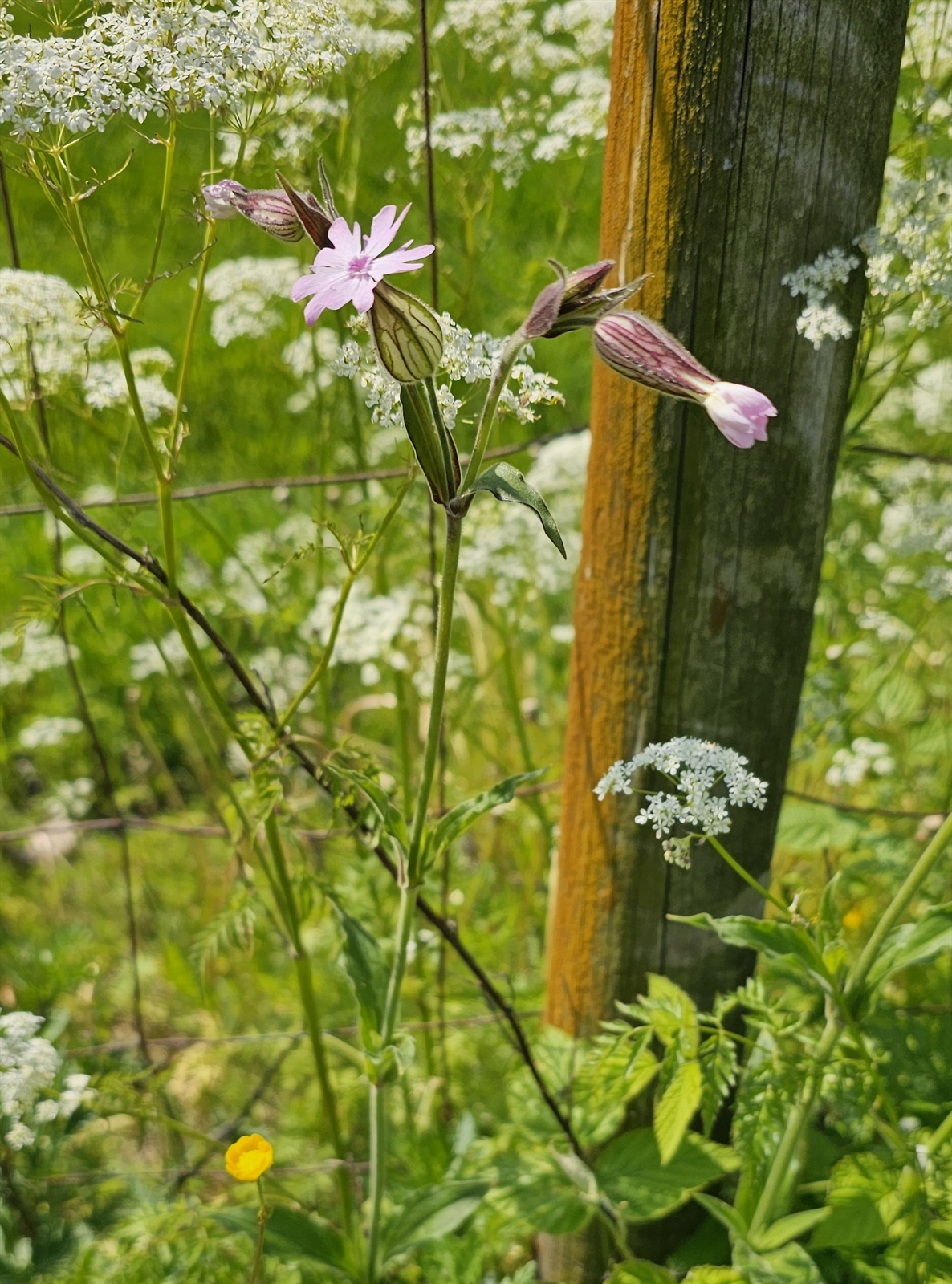 Silene × hampeana (Hybrid Campion) (alternate view 3)