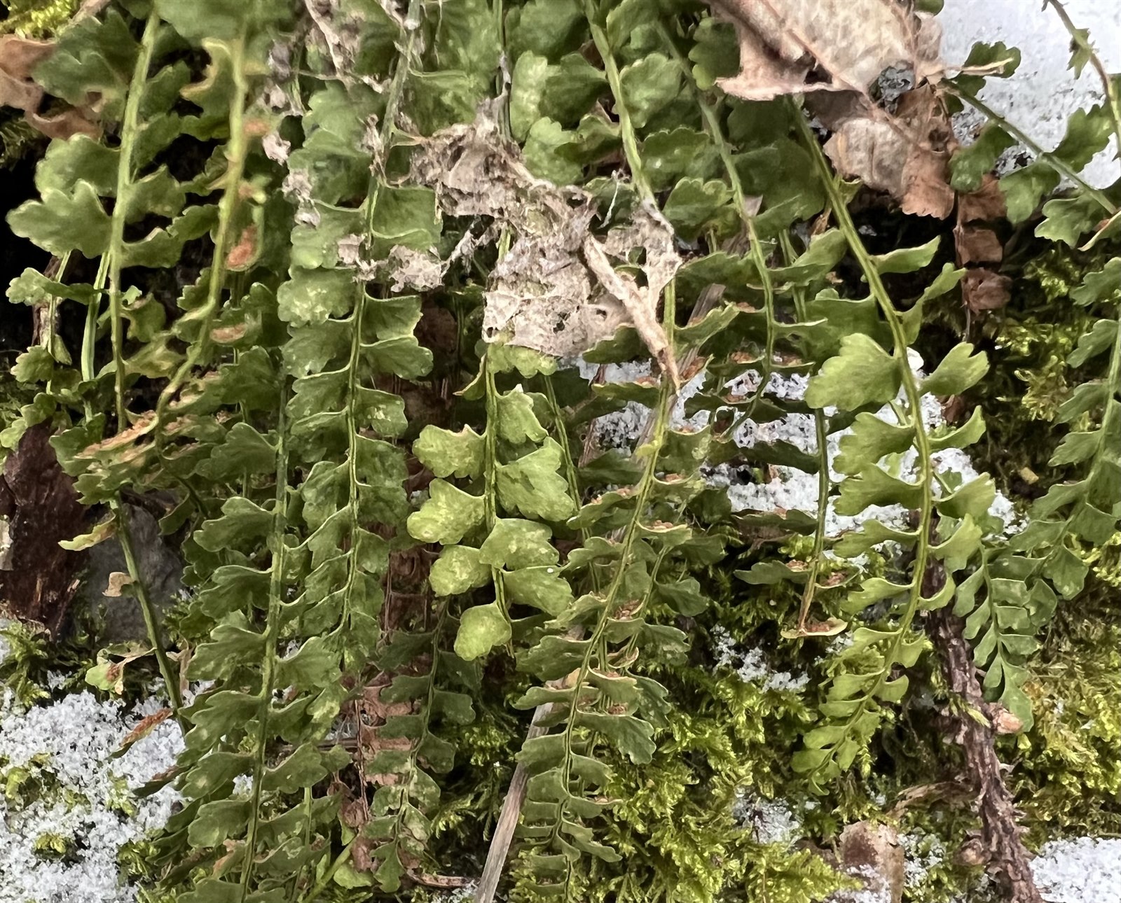 Asplenium (Spleenworts)