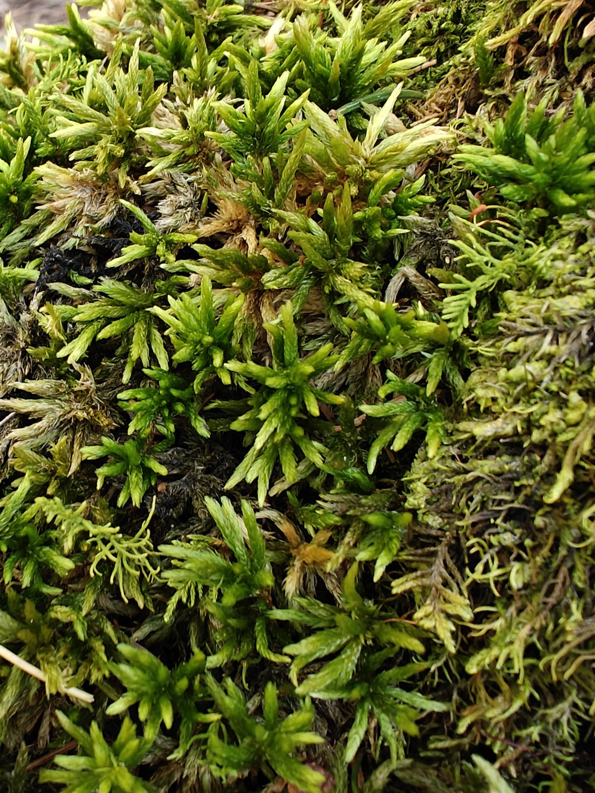 Climacium (Climacium Mosses) (alternate view 3)