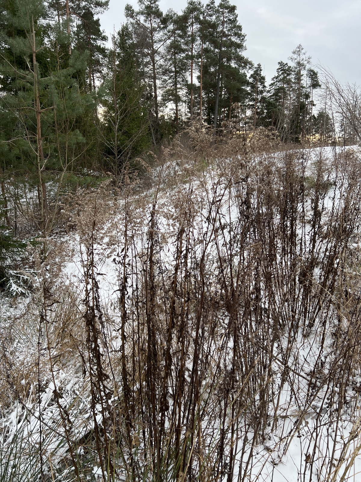 Solidago (goldenrods) (alternate view 3)