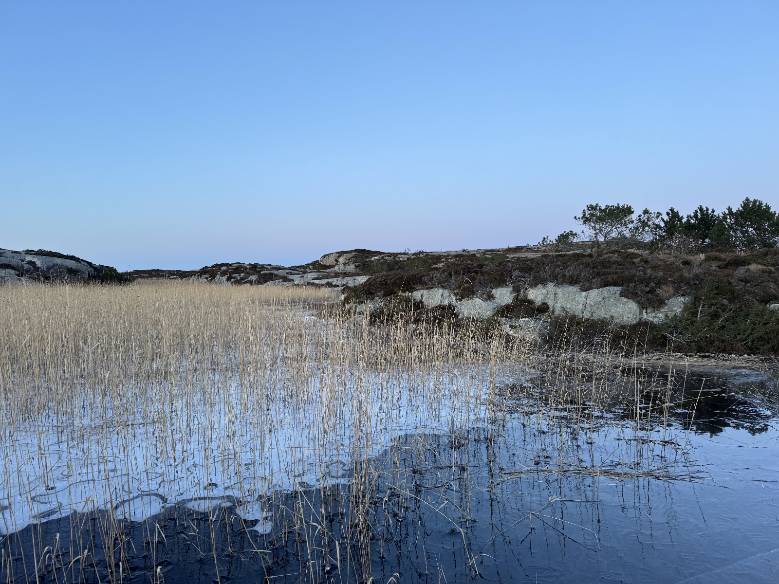 Phragmites australis (common reed) (alternate view 13)
