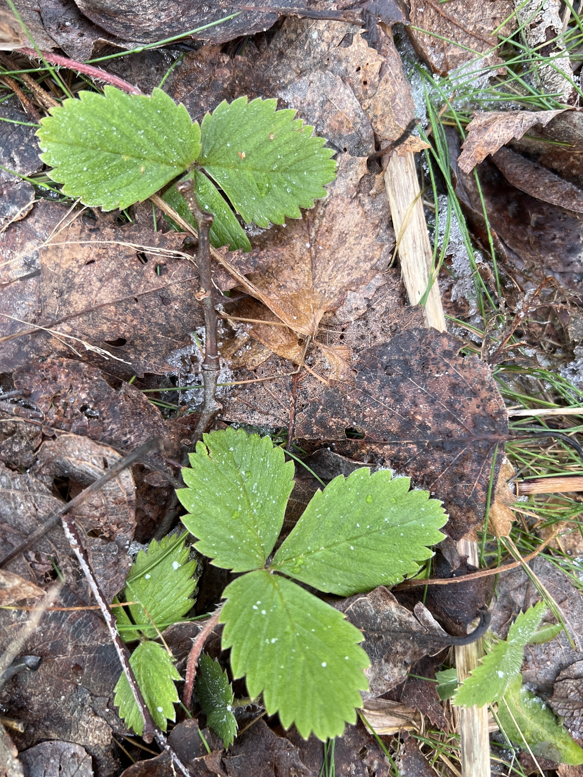 Fragaria vesca (Woodland Strawberry) (alternate view 4)
