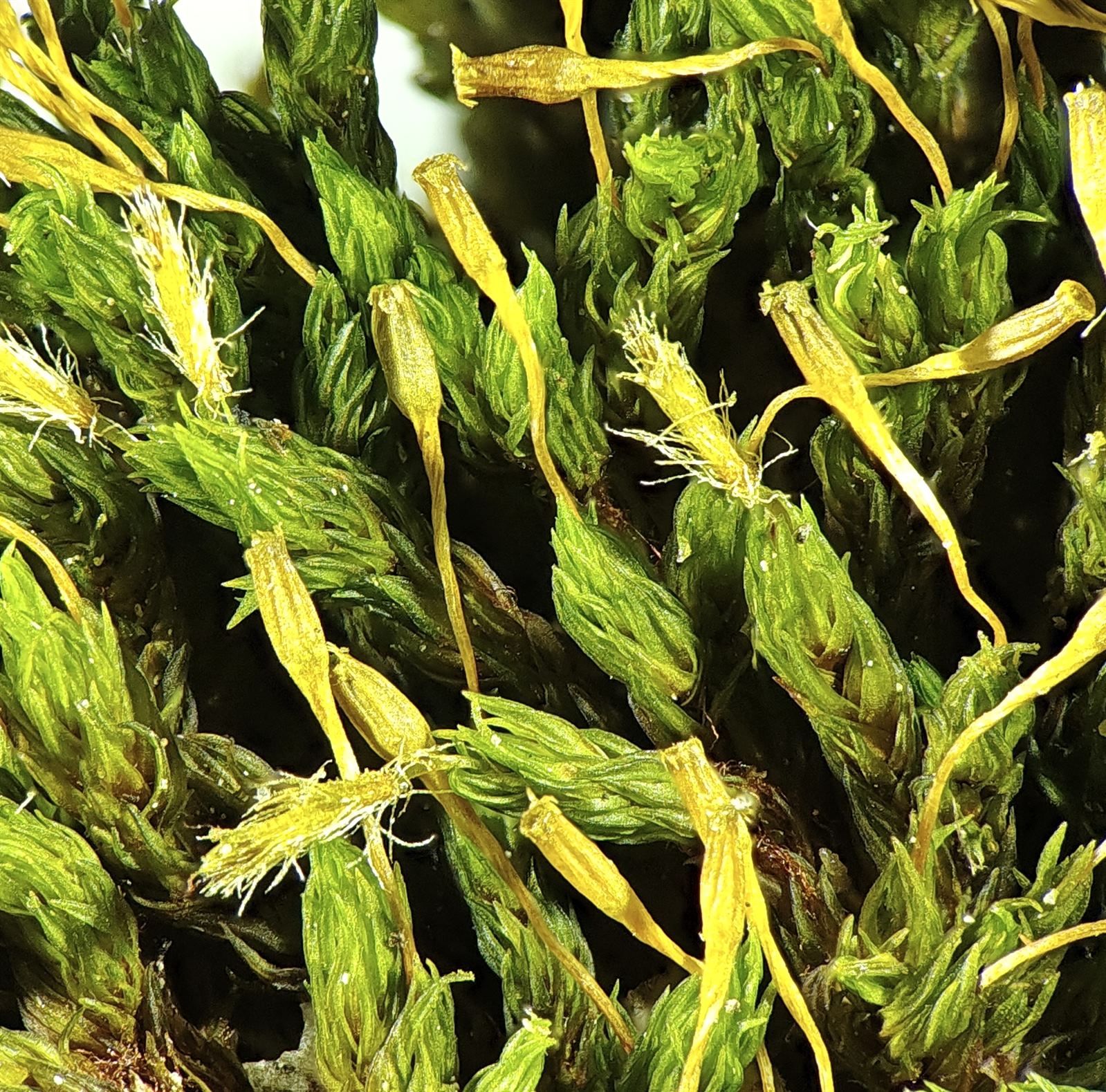 Ulota