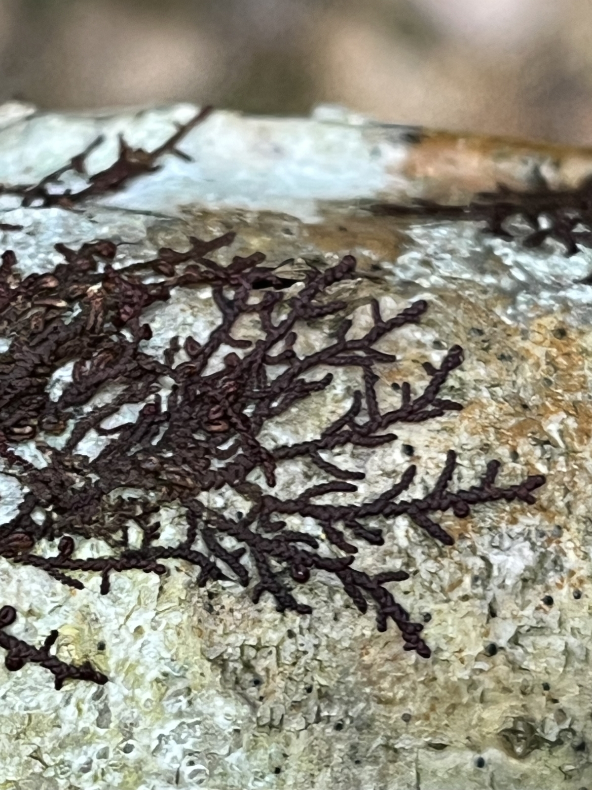 Frullania (Scaleworts) (alternate view 3)